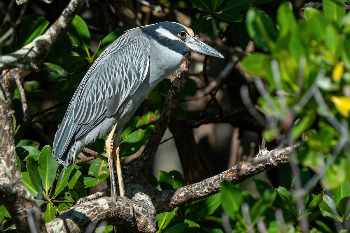 Yellow-crowned Night Heron - ML646402950