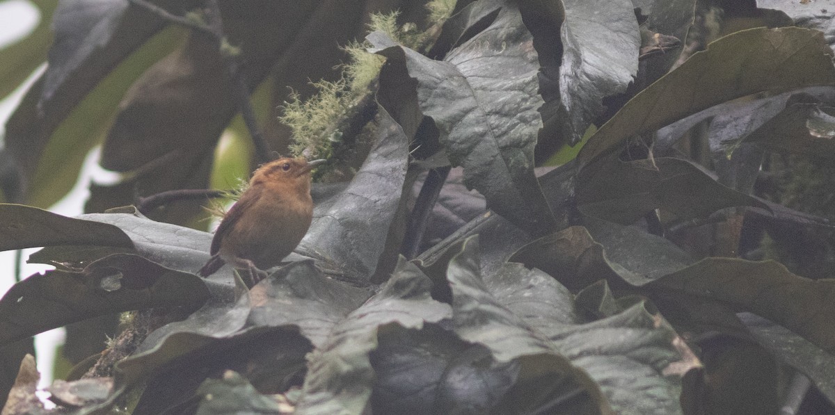 Mountain Wren - ML646402951