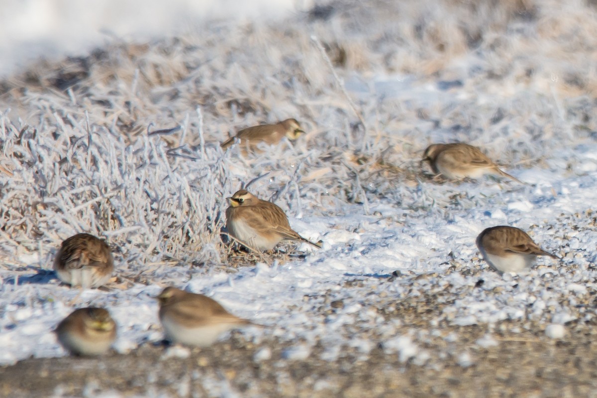 Horned Lark - ML646402952