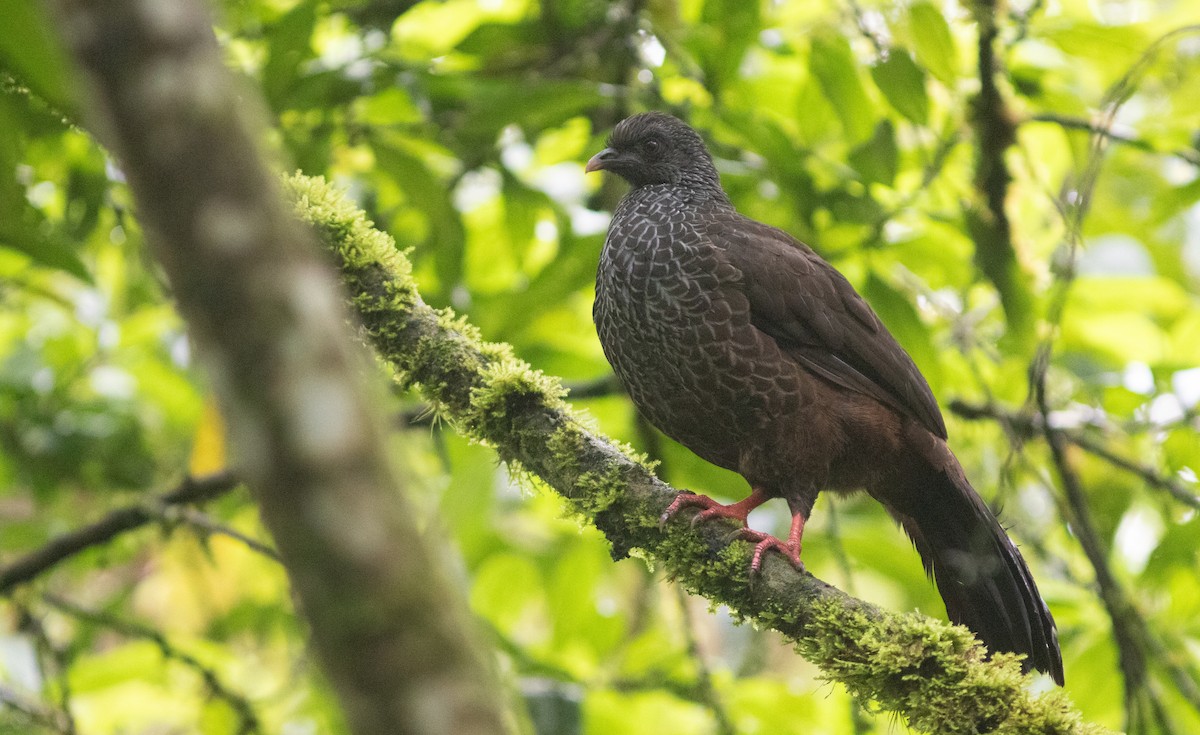 Andean Guan - ML646402953