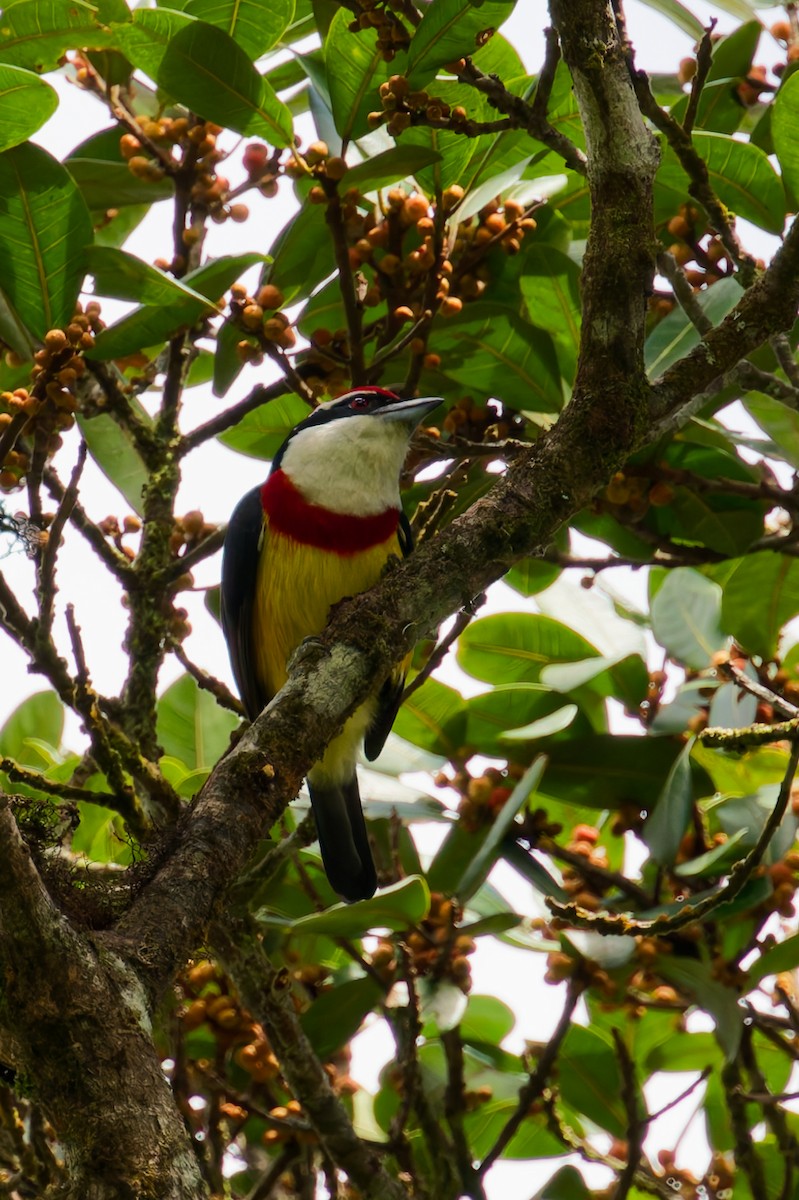 Scarlet-banded Barbet - ML646402954