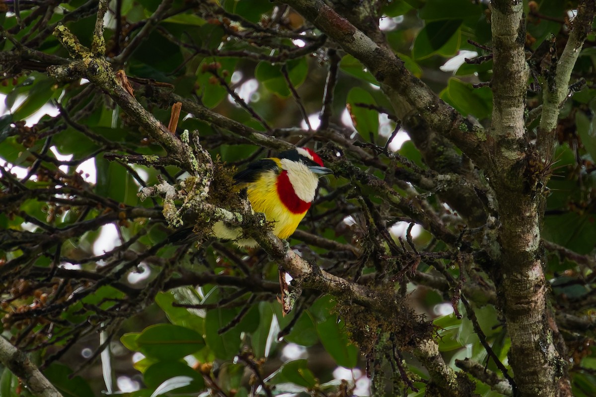 Scarlet-banded Barbet - ML646402955