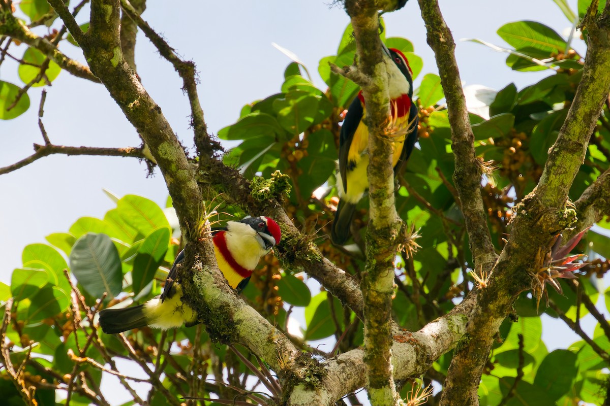 Scarlet-banded Barbet - ML646402956