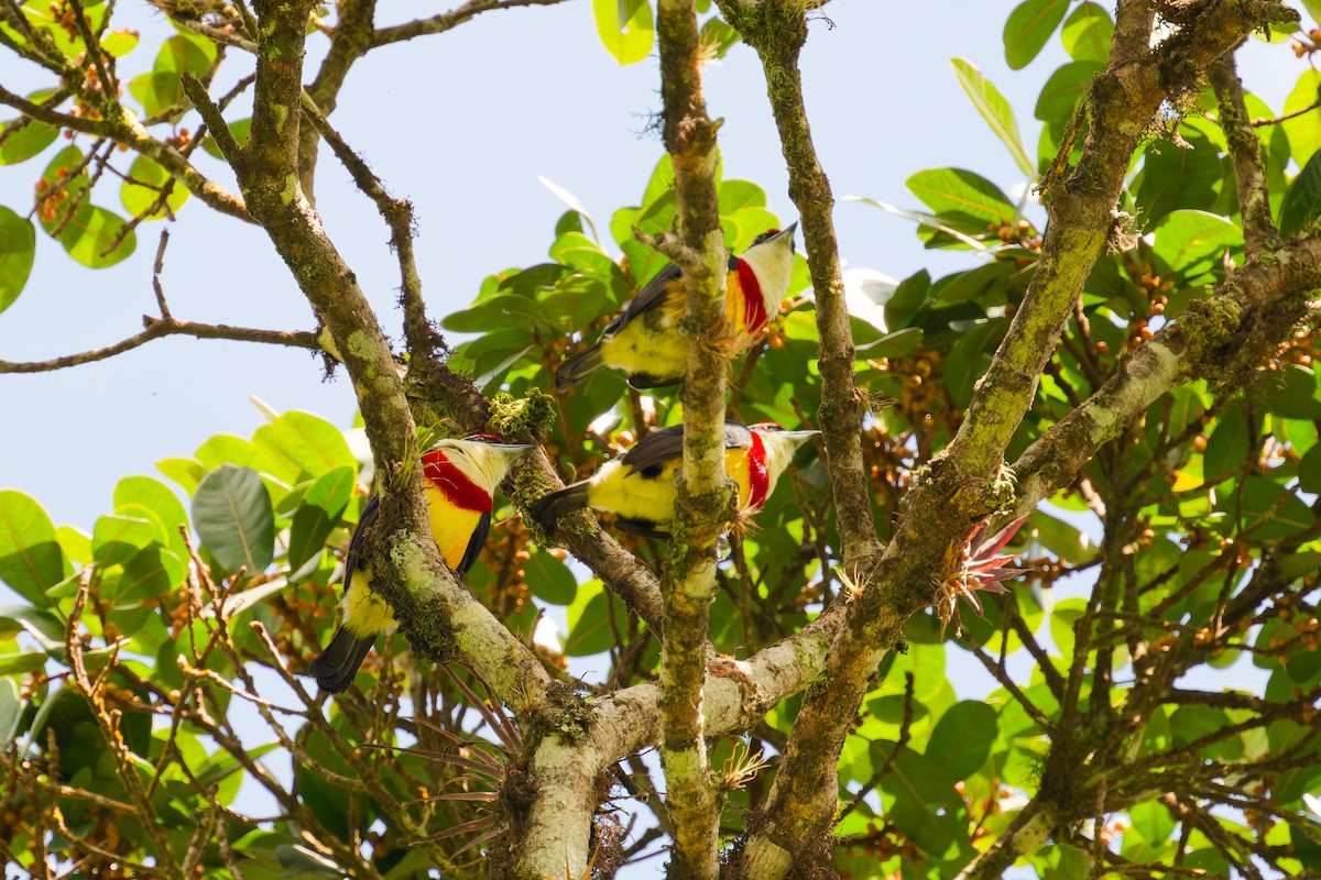 Scarlet-banded Barbet - ML646402957