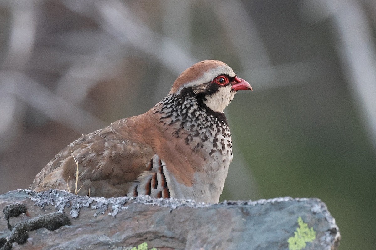 Pernice rossa - ML646402958