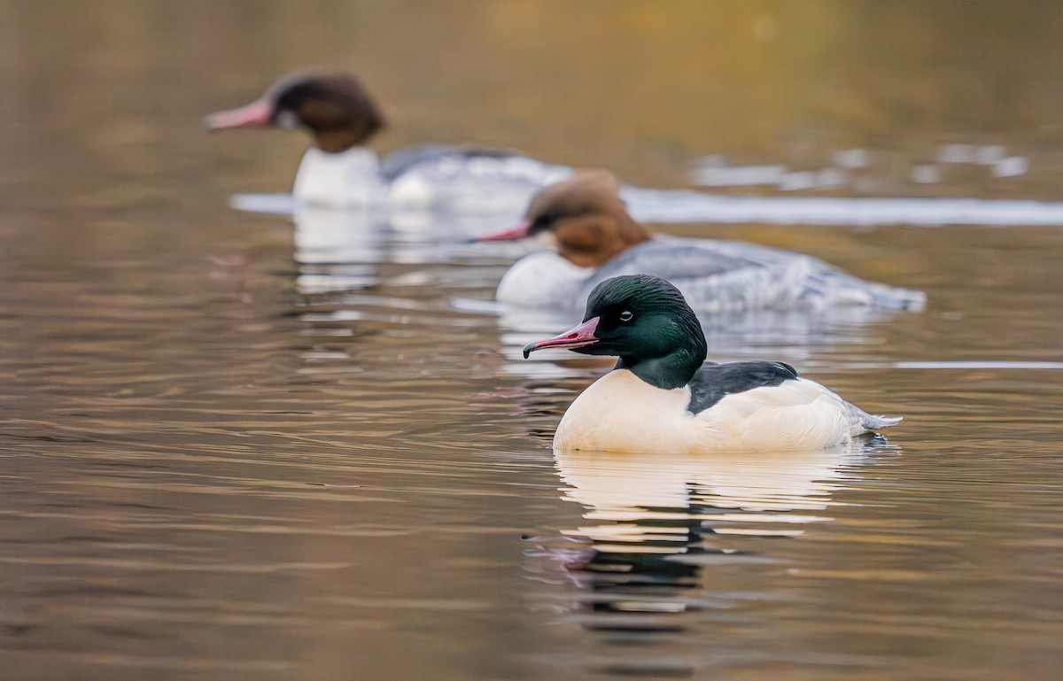 Common Merganser - ML646402959