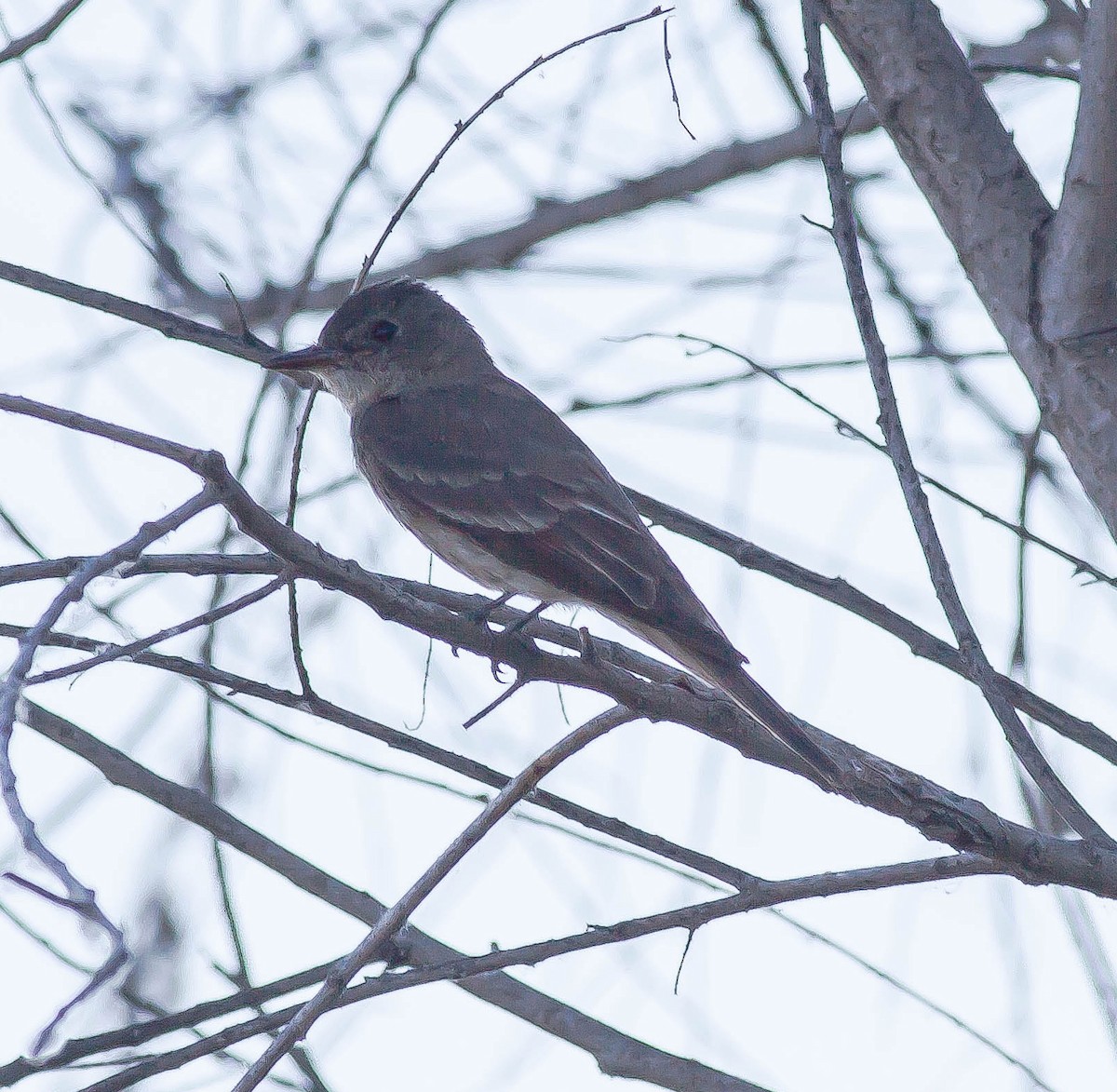 Western Wood-Pewee - ML646402966