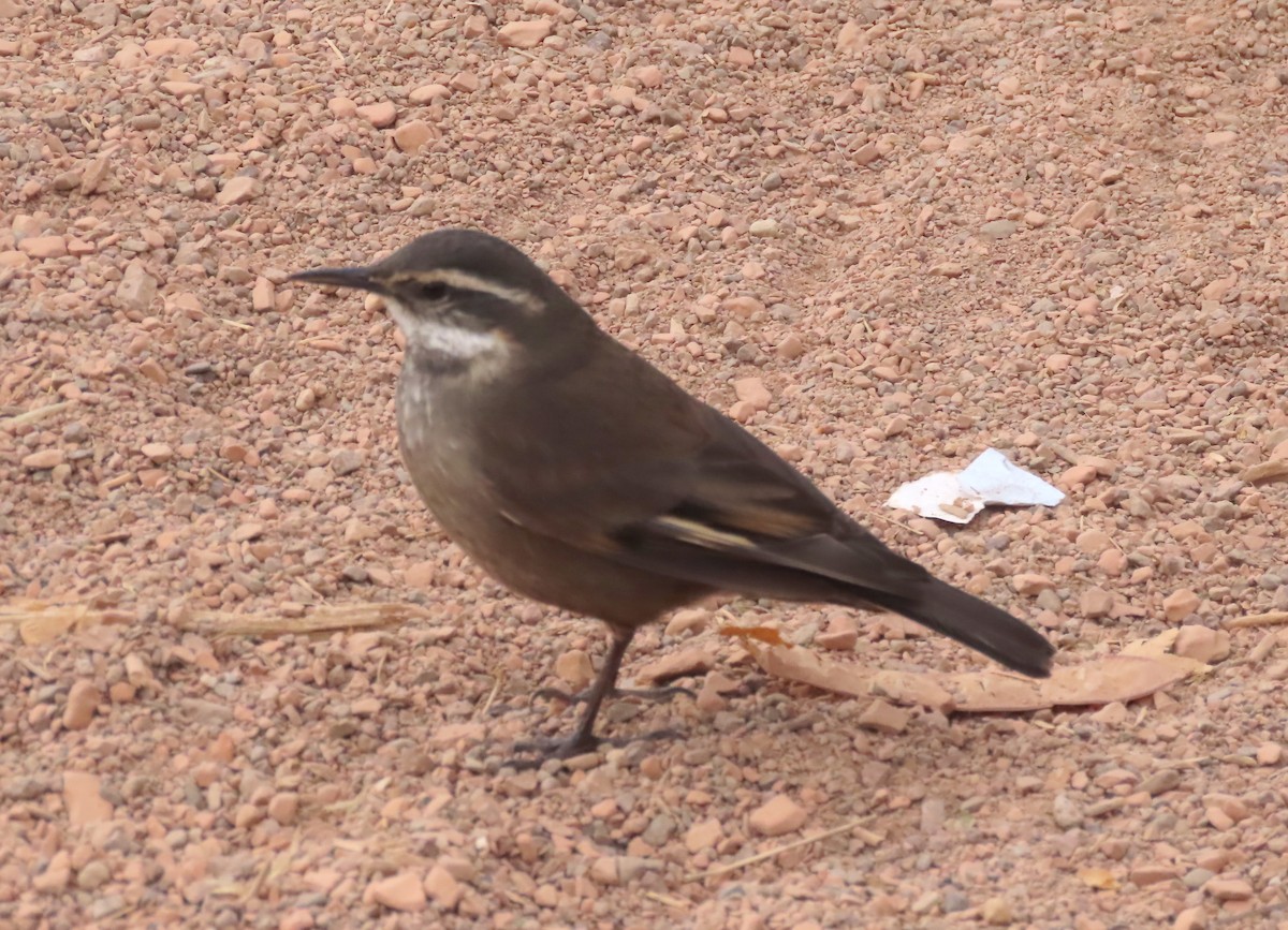 Gray-flanked Cinclodes - ML646402967