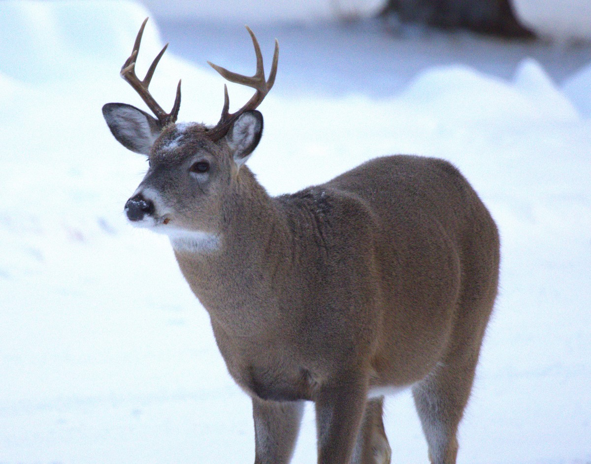 White-tailed Deer - ML646402968