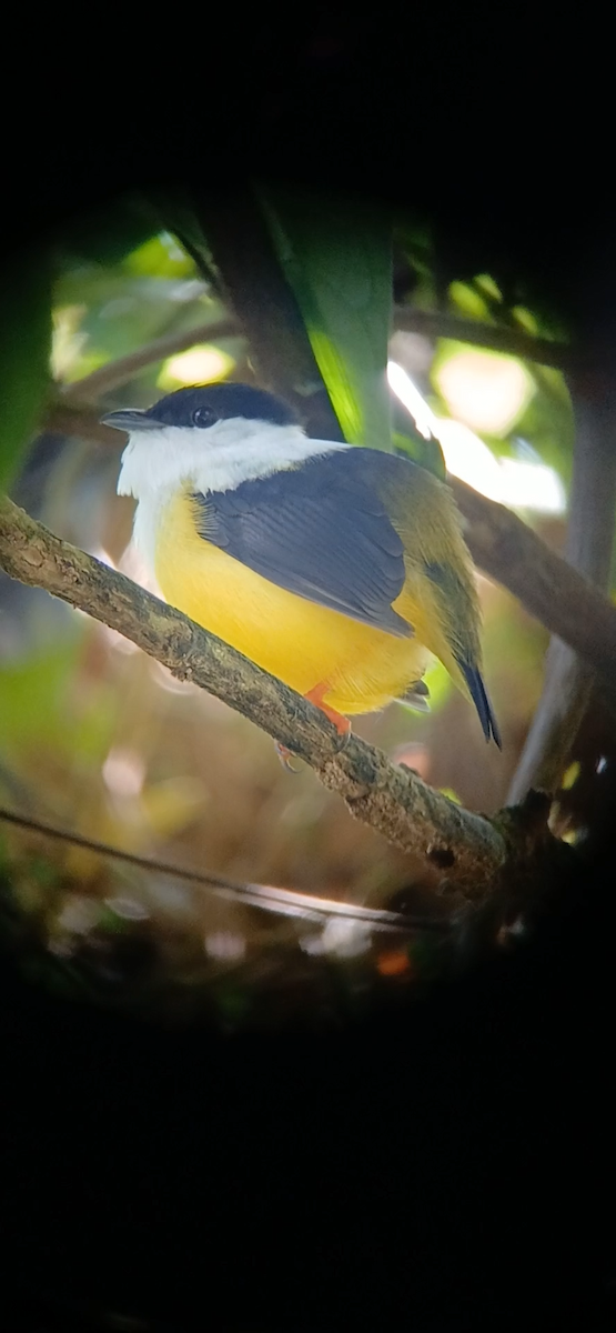White-collared Manakin - ML646402981