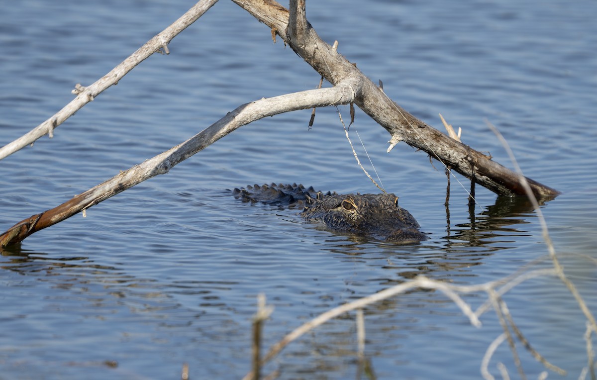 Hayvanlar - ML646402982