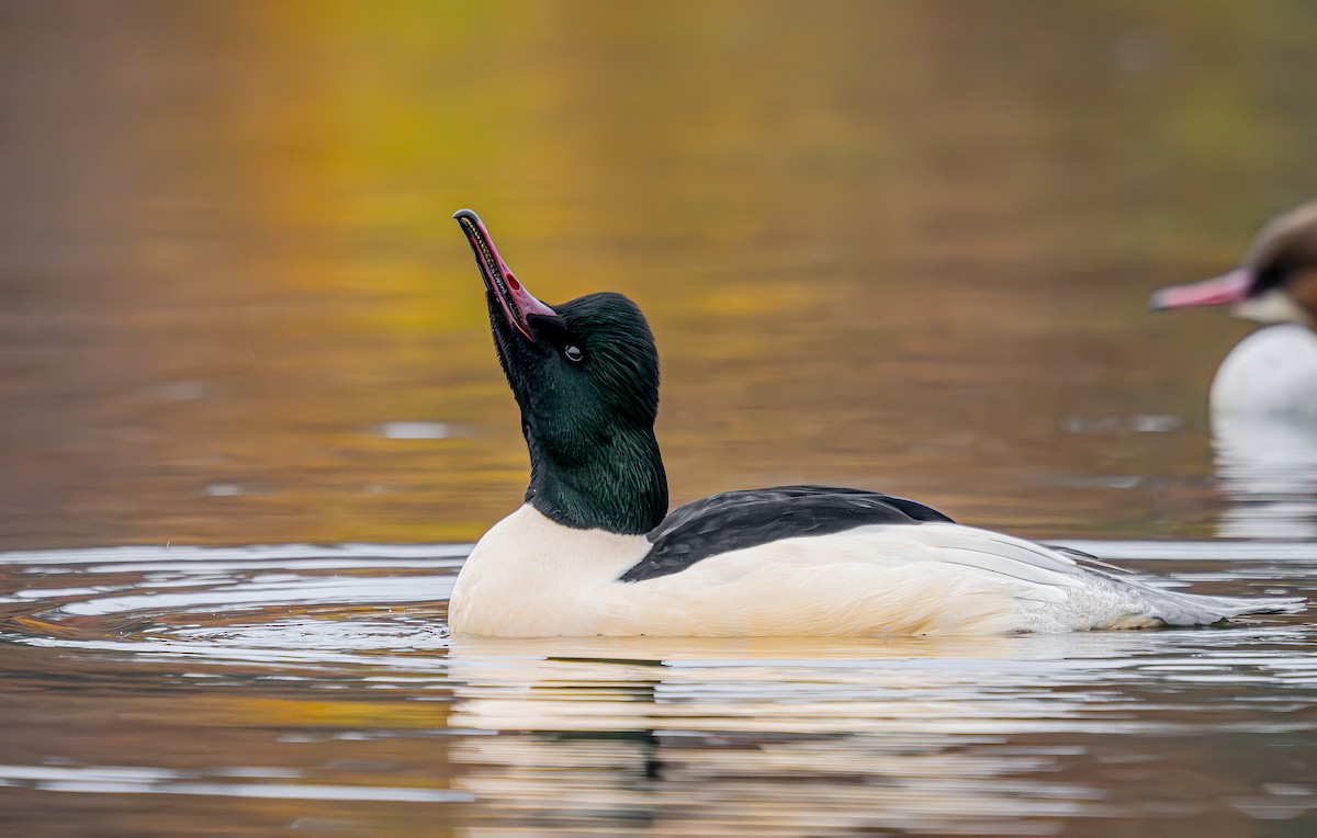 Common Merganser - ML646402983
