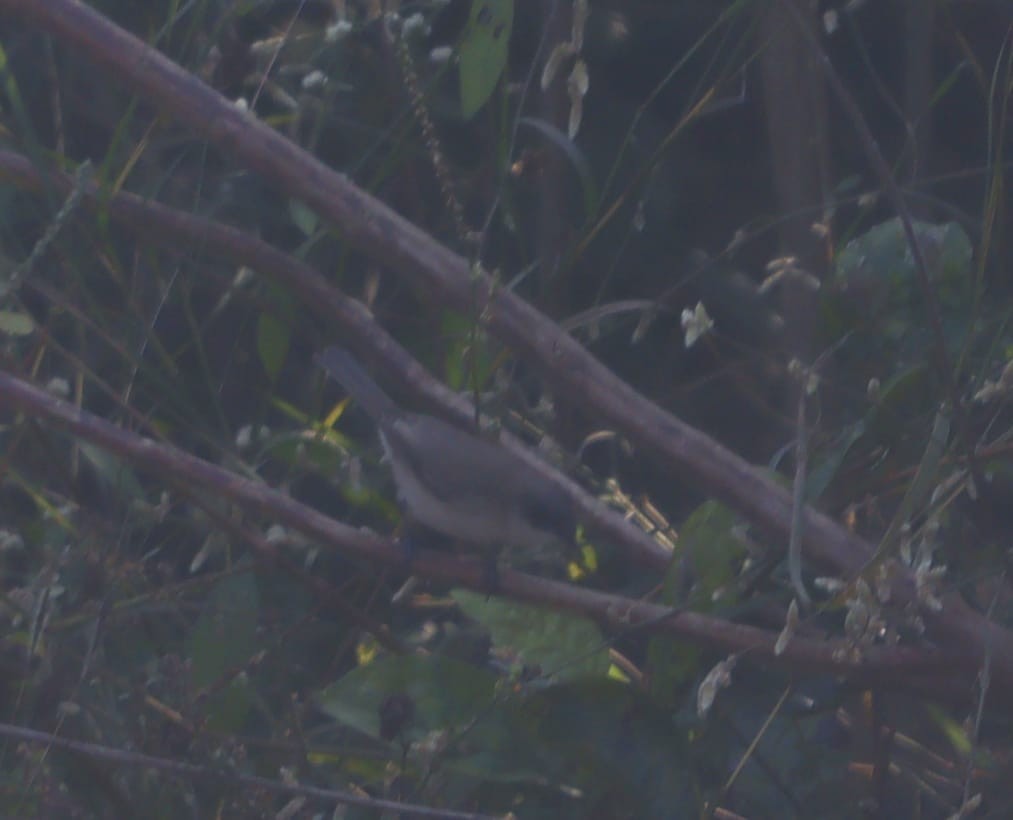 Lesser Whitethroat - ML646402984