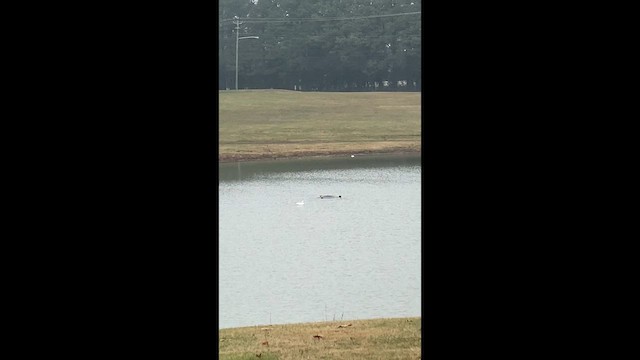 Ross's Goose - ML646402985