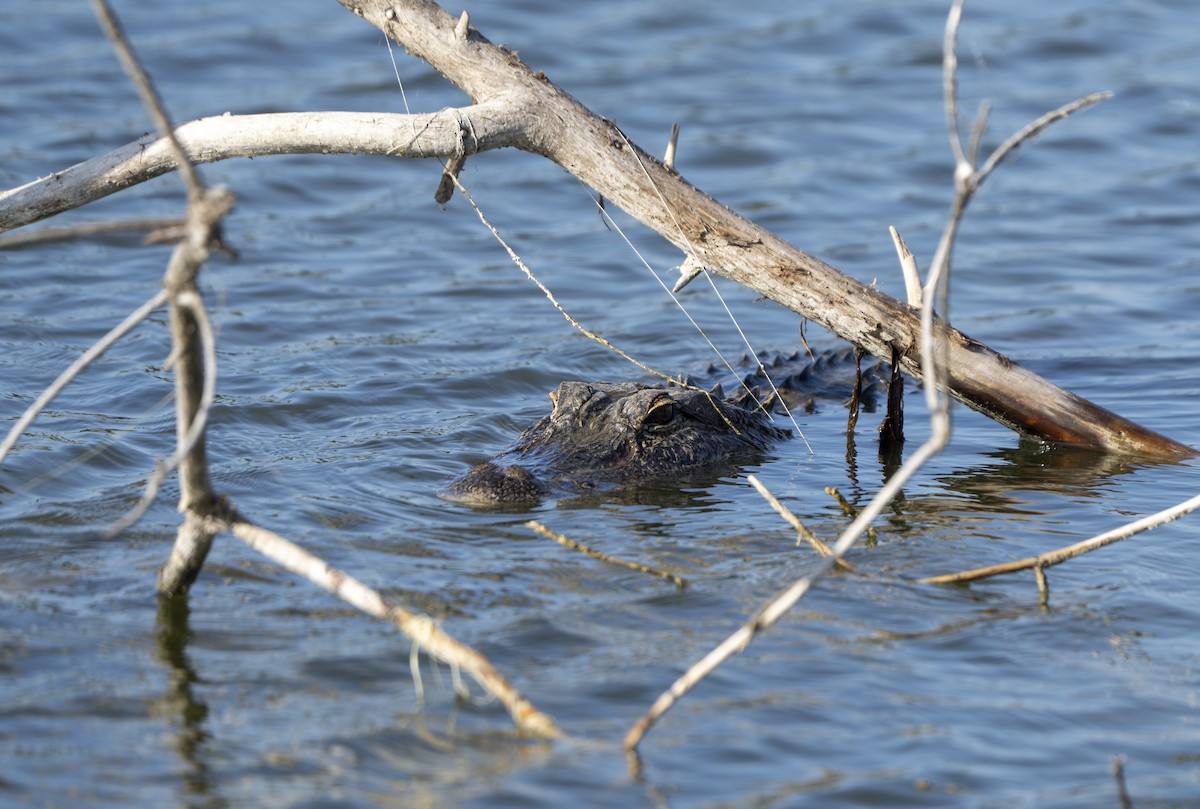 Hayvanlar - ML646402986