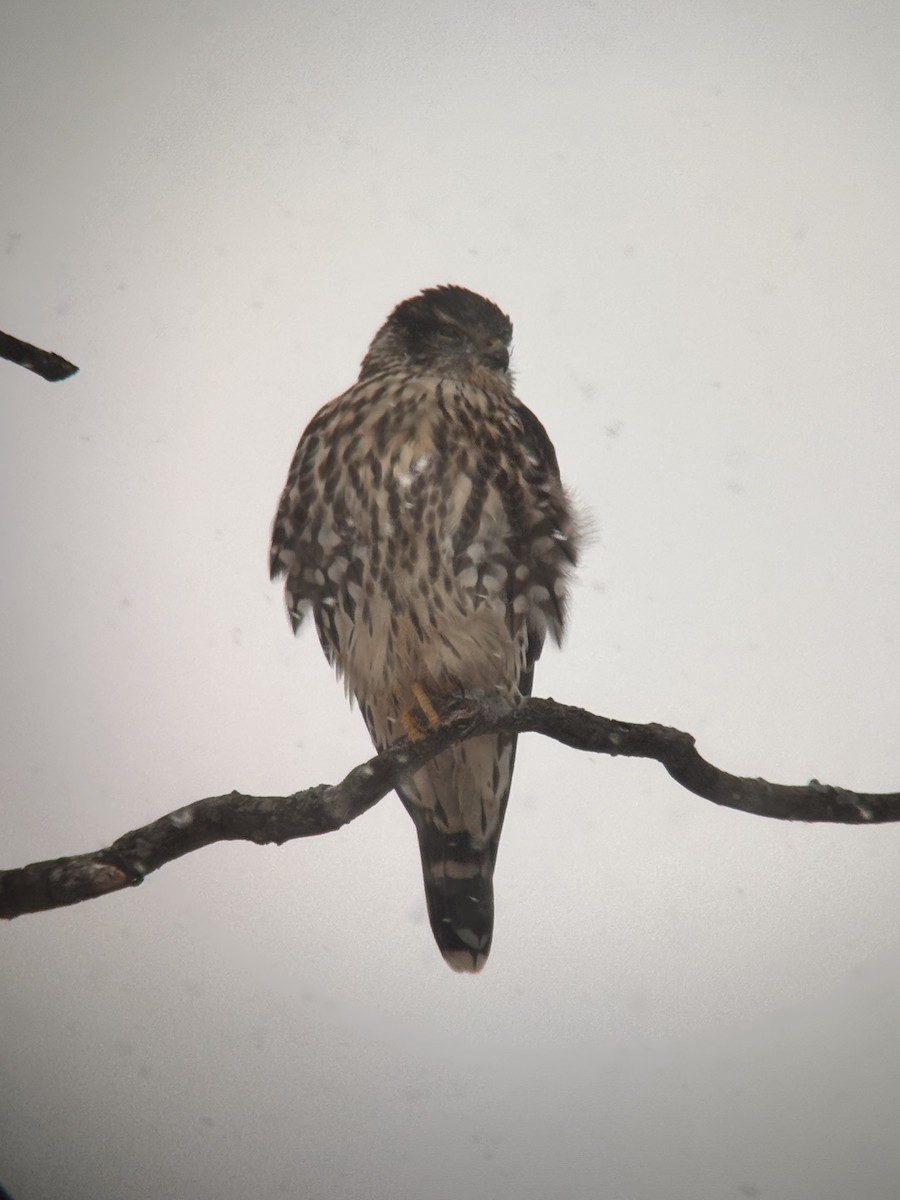 コチョウゲンボウ - ML646402993