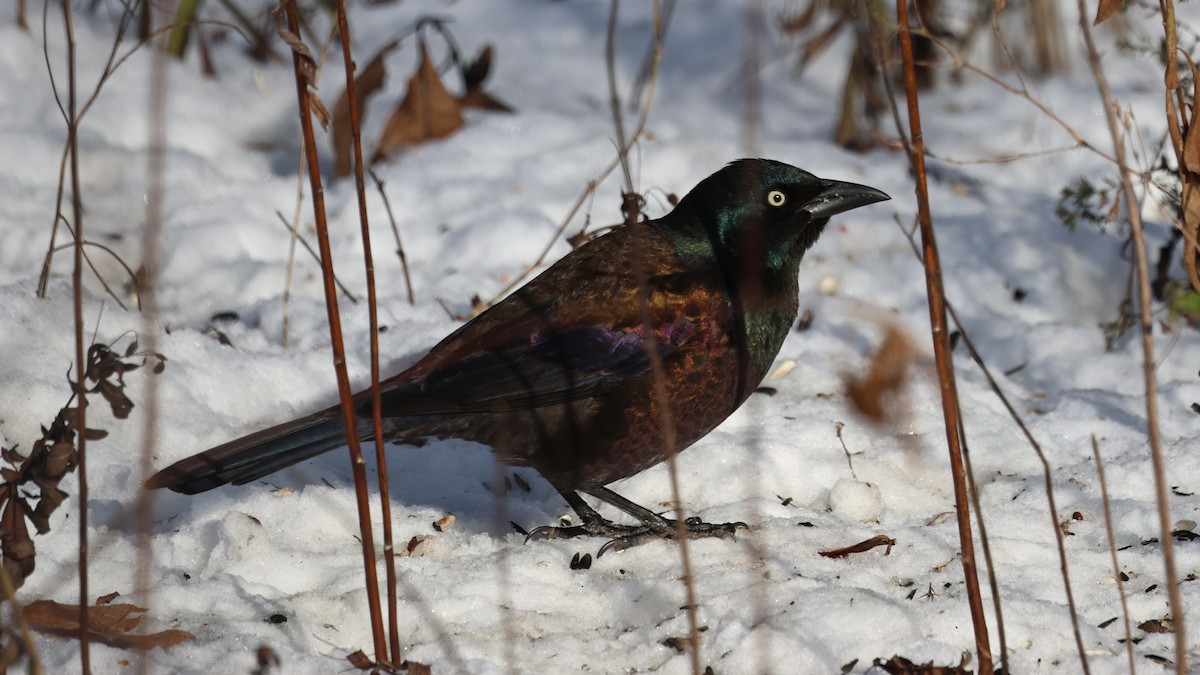 Пурпурный гракл - ML646402996