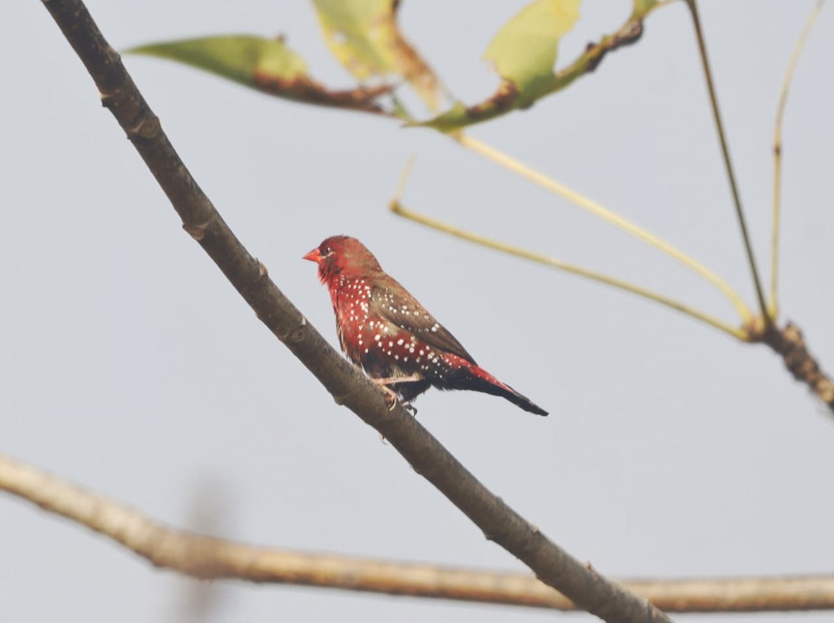 Red Avadavat - ML646402997