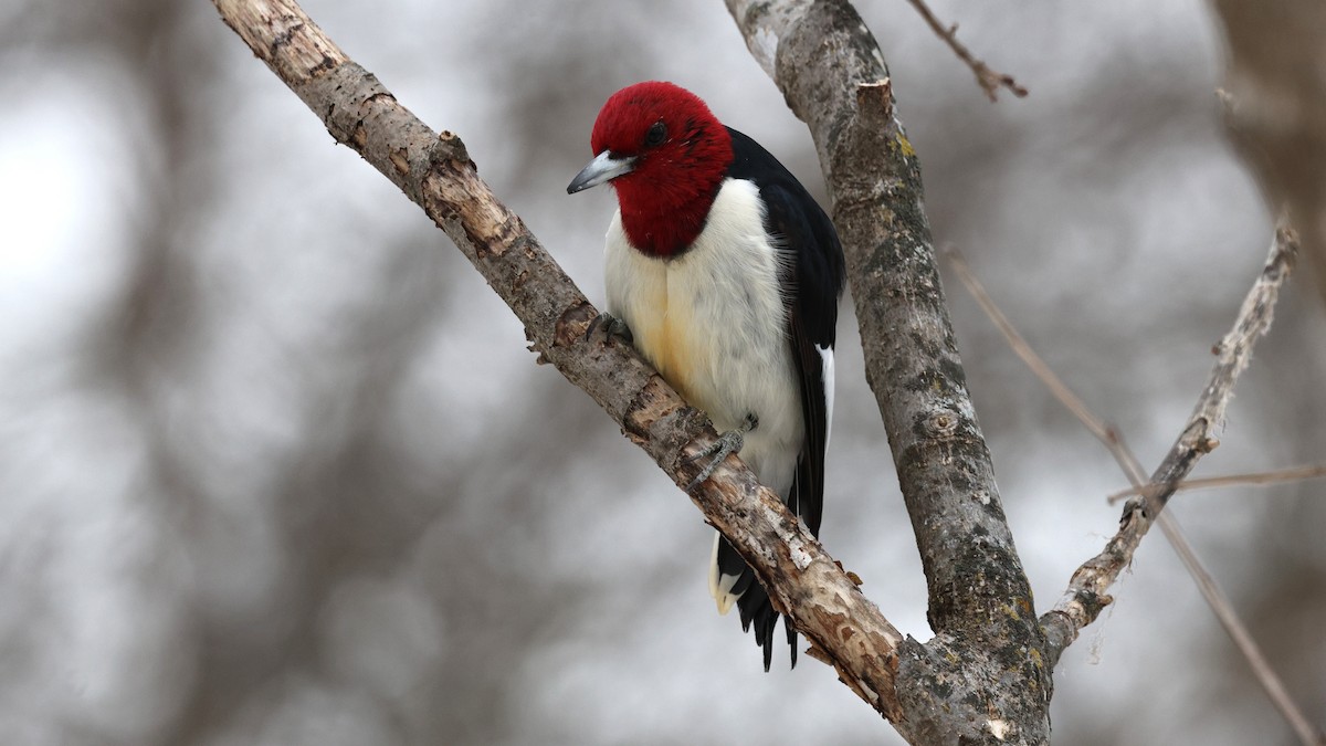 Red-headed Woodpecker - ML646402998