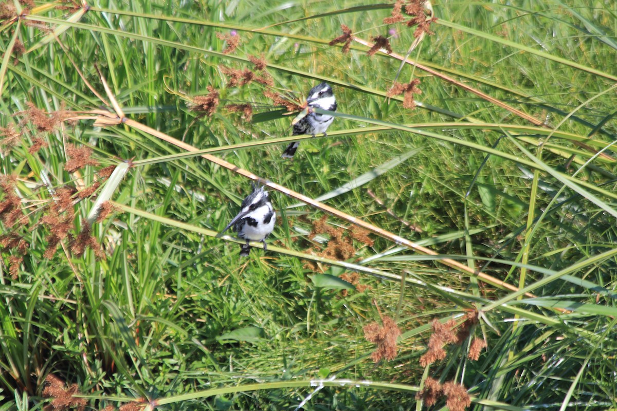 Martín Pescador Pío - ML646402999