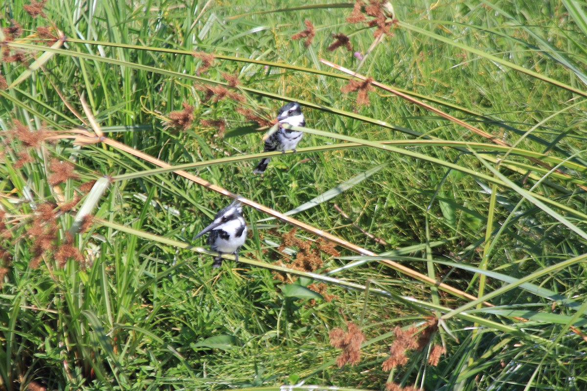 Martín Pescador Pío - ML646403000