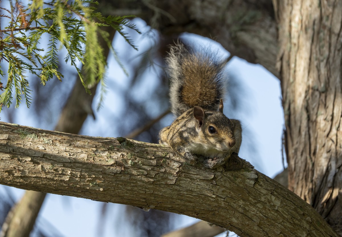 Hayvanlar - ML646403001