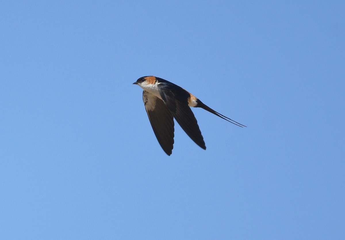Golondrina Dáurica Africana (domicella) - ML646403002