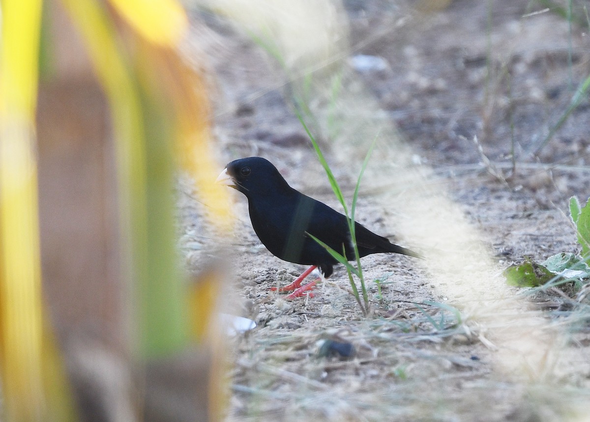 Viuda Senegalesa - ML646403004