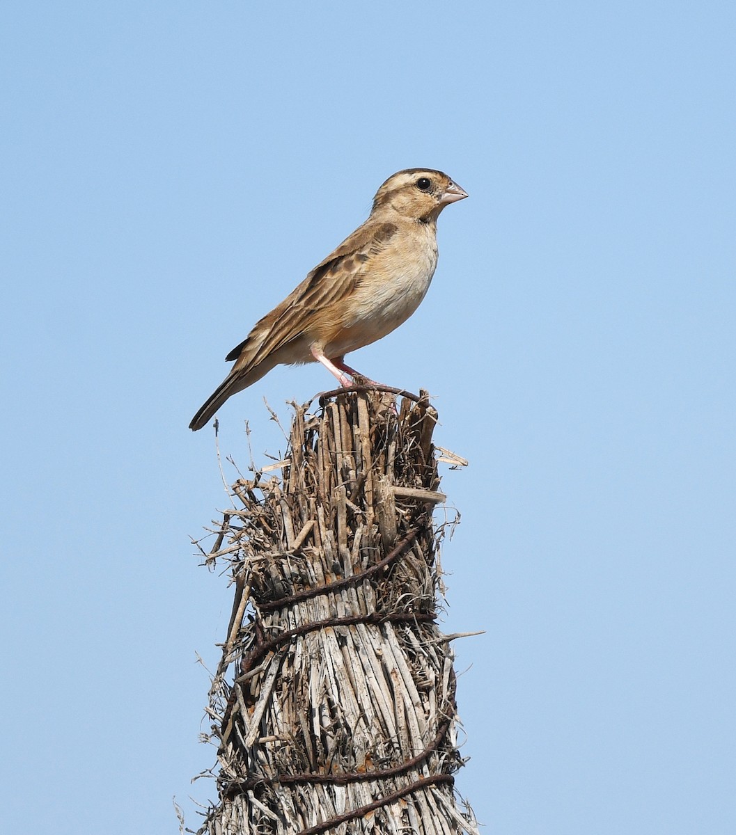 Viuda Senegalesa - ML646403005