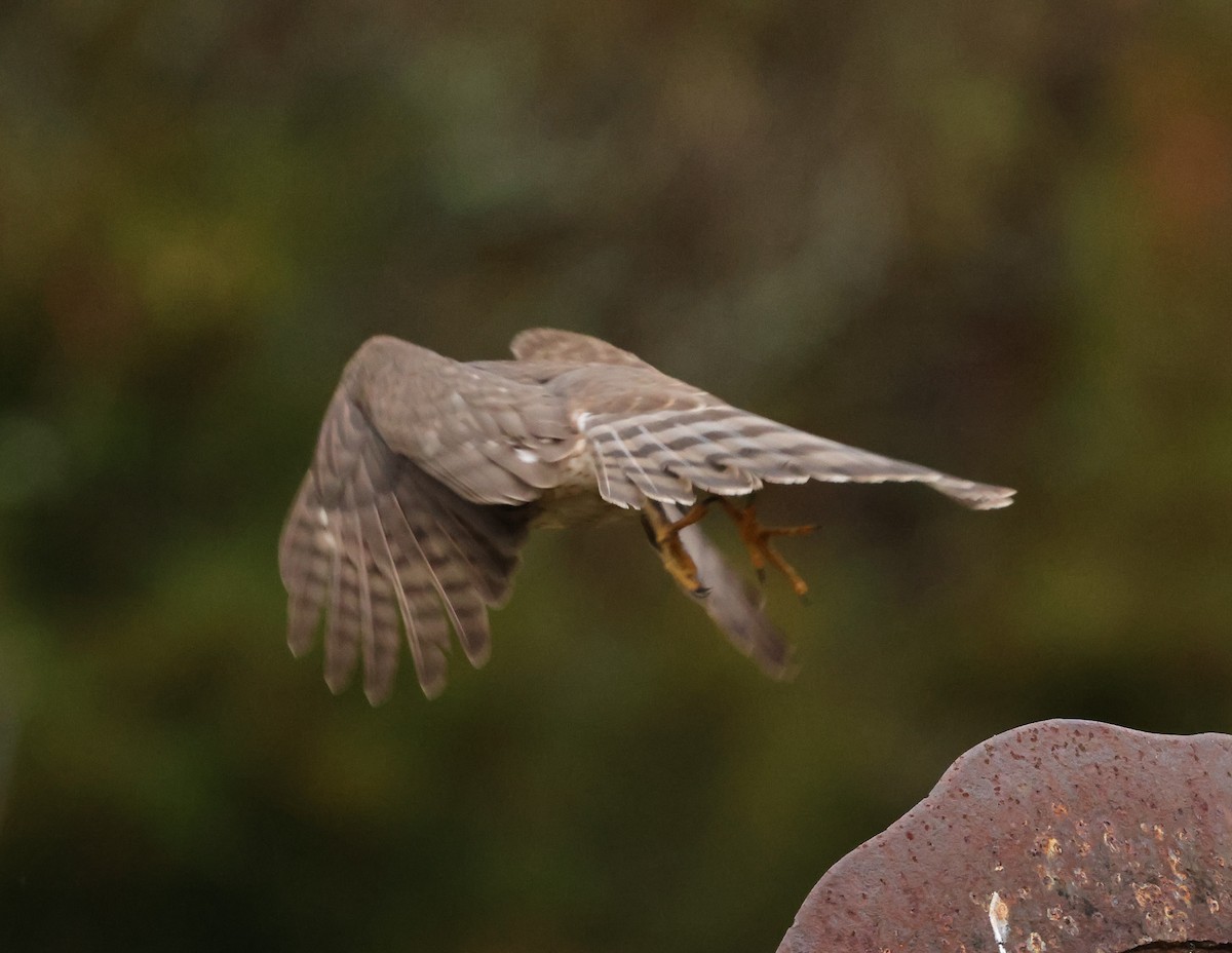 Gavilán Americano - ML646403006