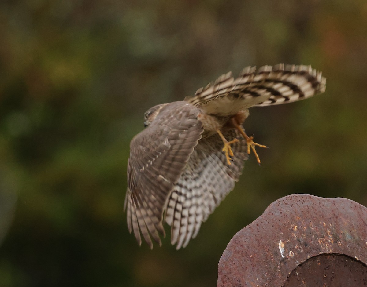 Gavilán Americano - ML646403008