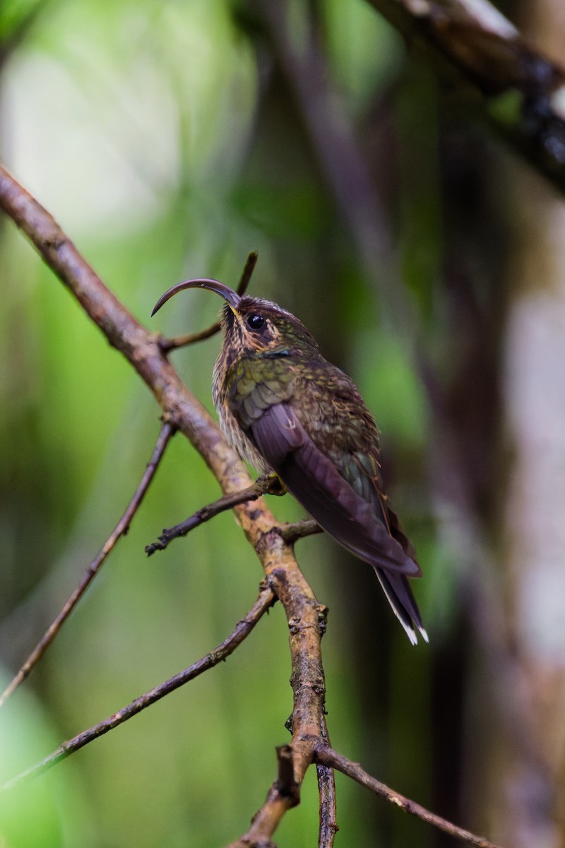 Picohoz Colicanela - ML646403009