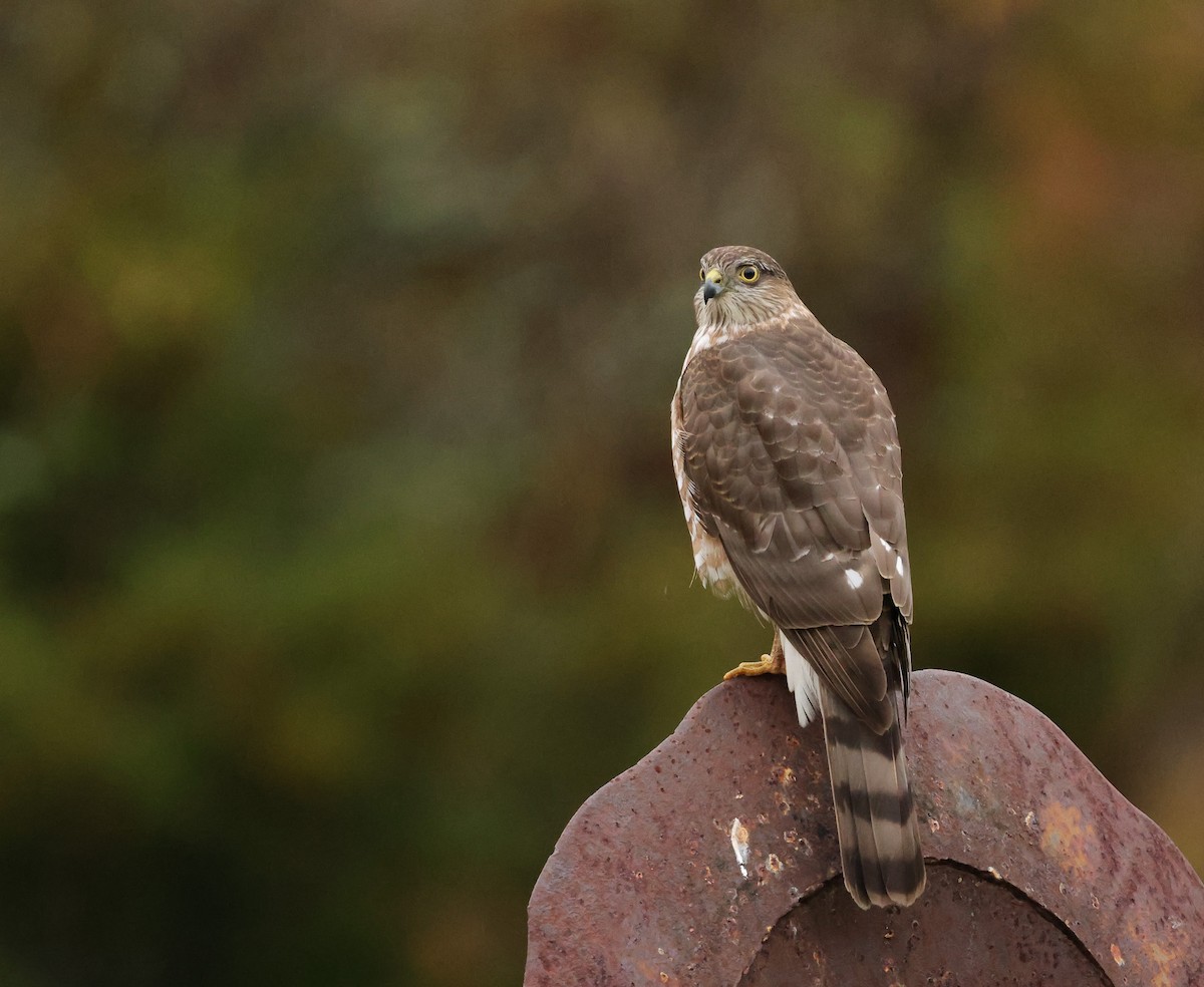 Gavilán Americano - ML646403010