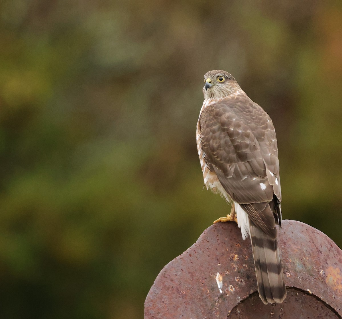Gavilán Americano - ML646403011