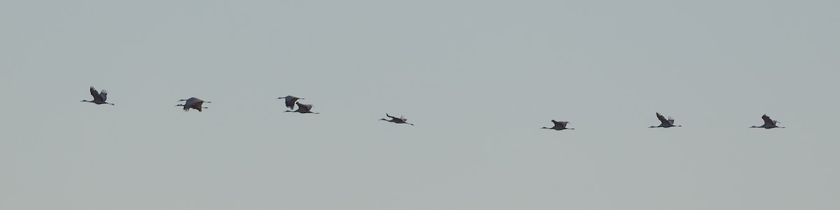 Grulla Canadiense - ML646403012