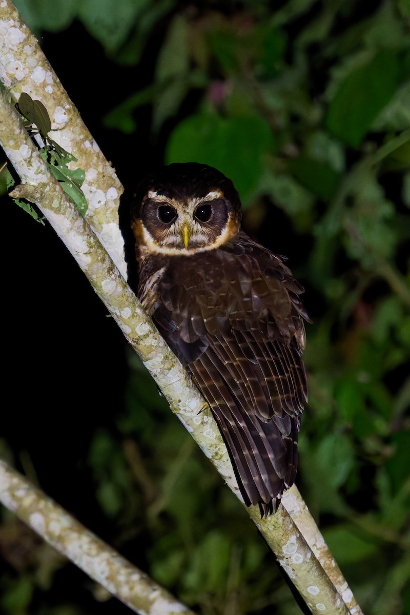 Lechuzón Acollarado Grande - ML646403014