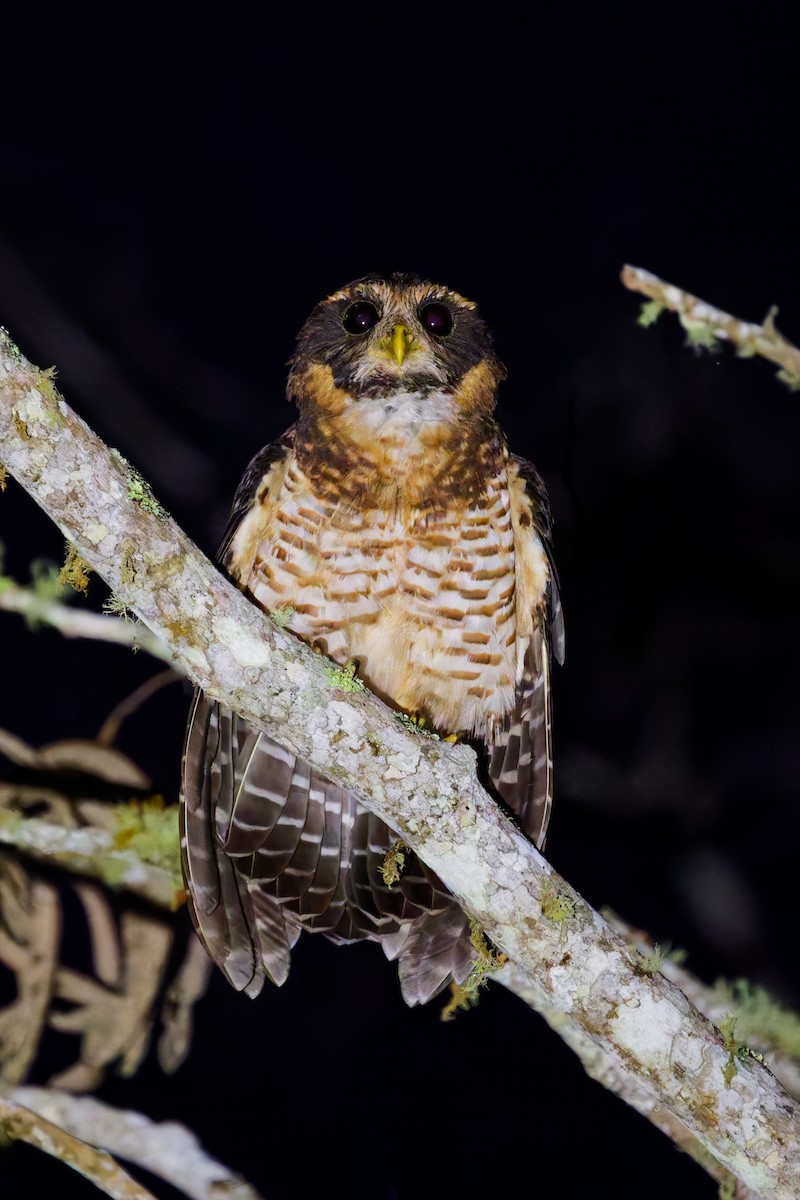 Lechuzón Acollarado Grande - ML646403015