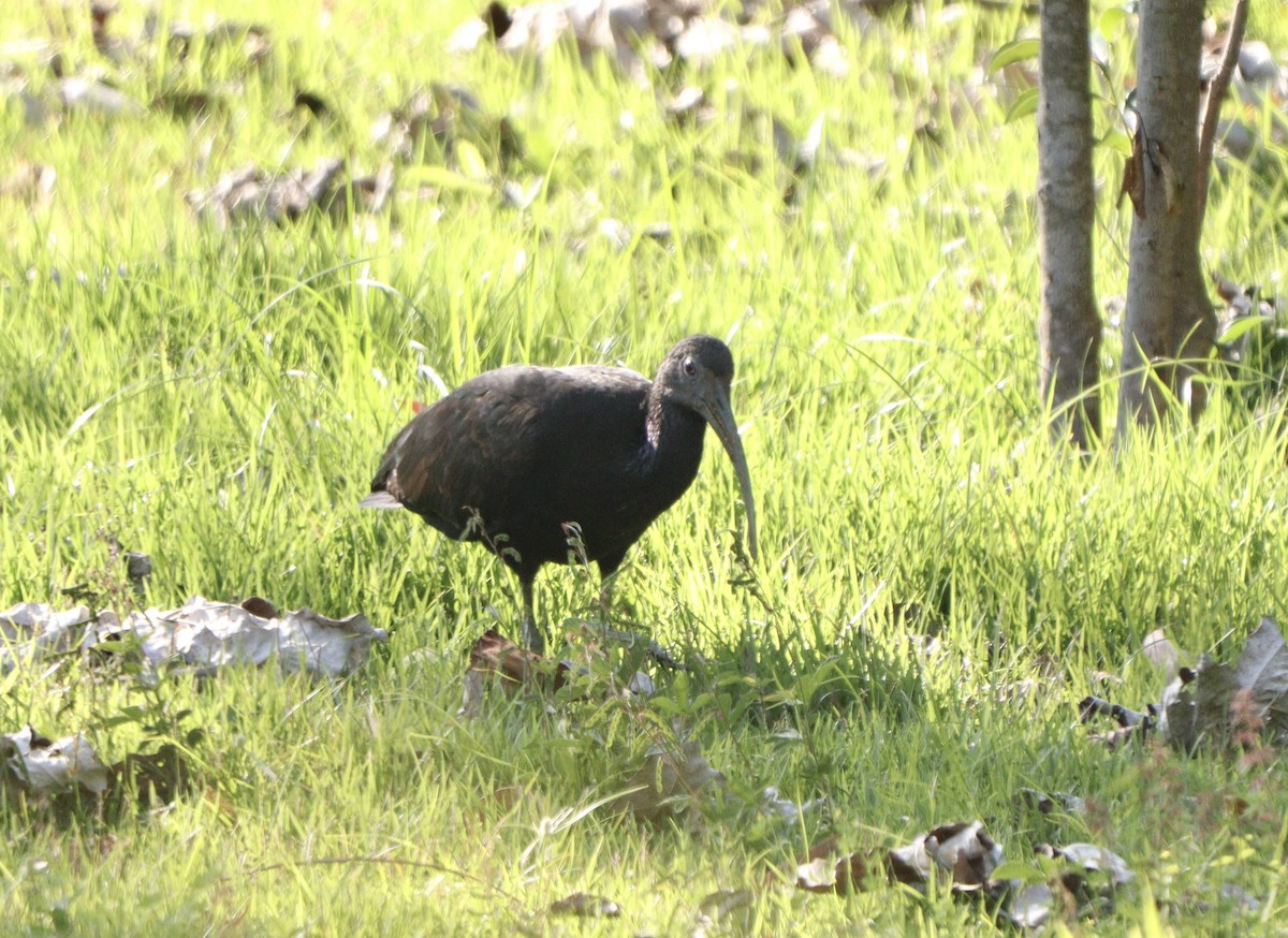 Ibis Verde - ML646403016