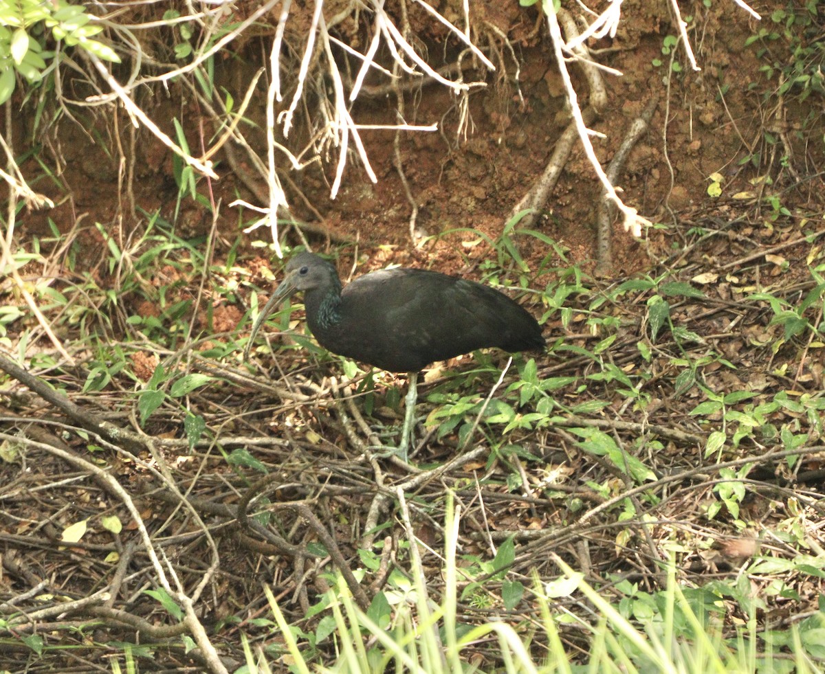 Ibis Verde - ML646403017