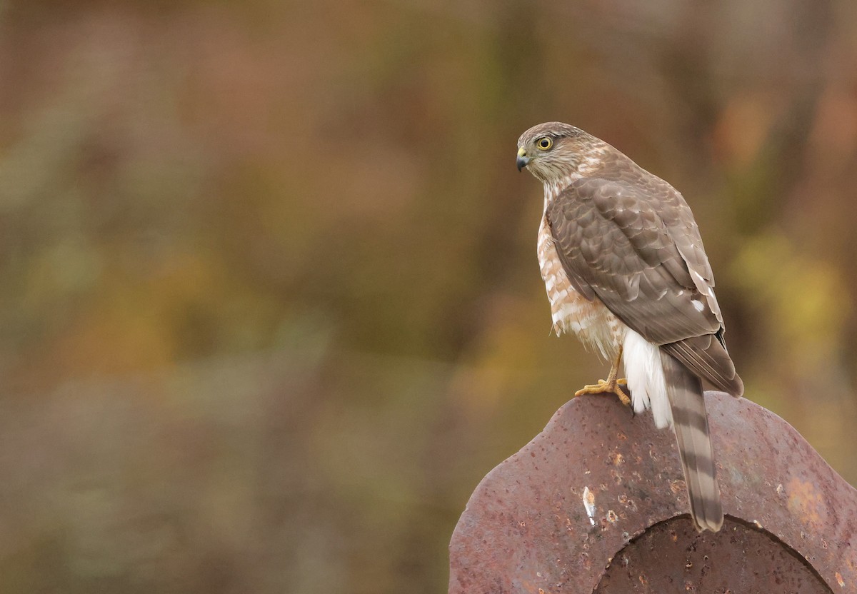 Gavilán Americano - ML646403018