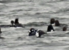 Harlequin Duck - ML646403021