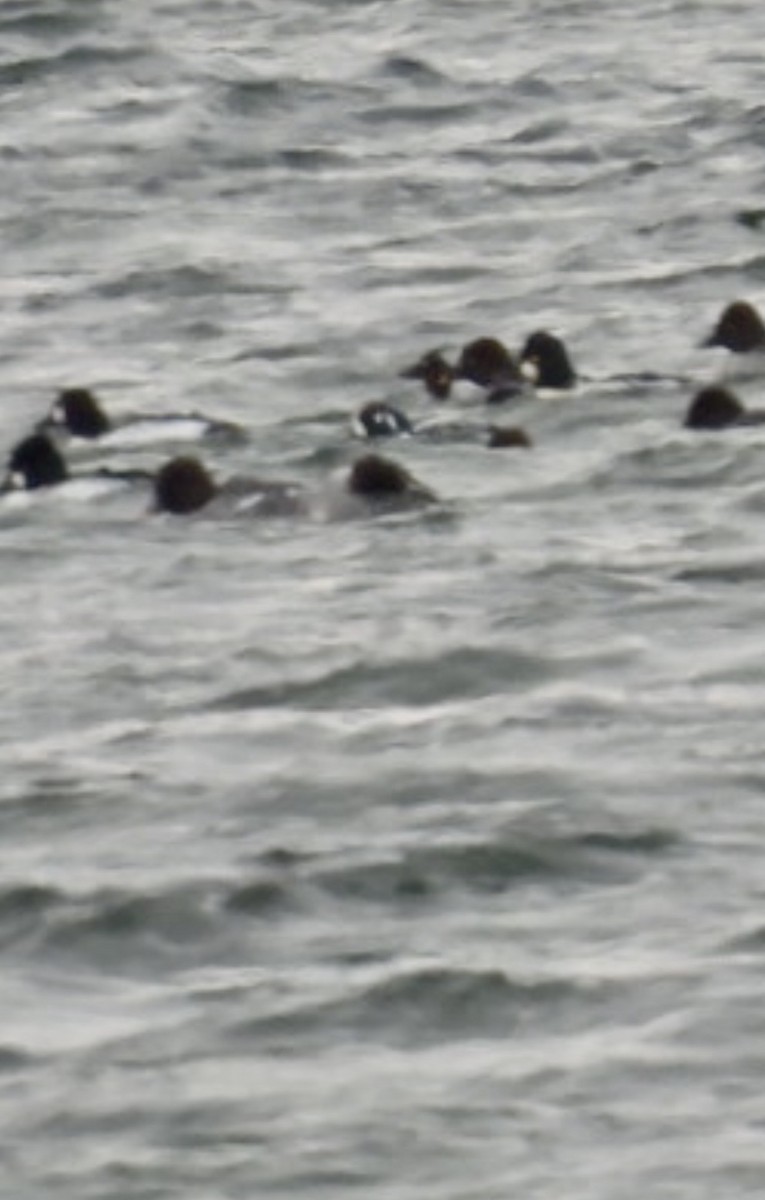 Harlequin Duck - ML646403022