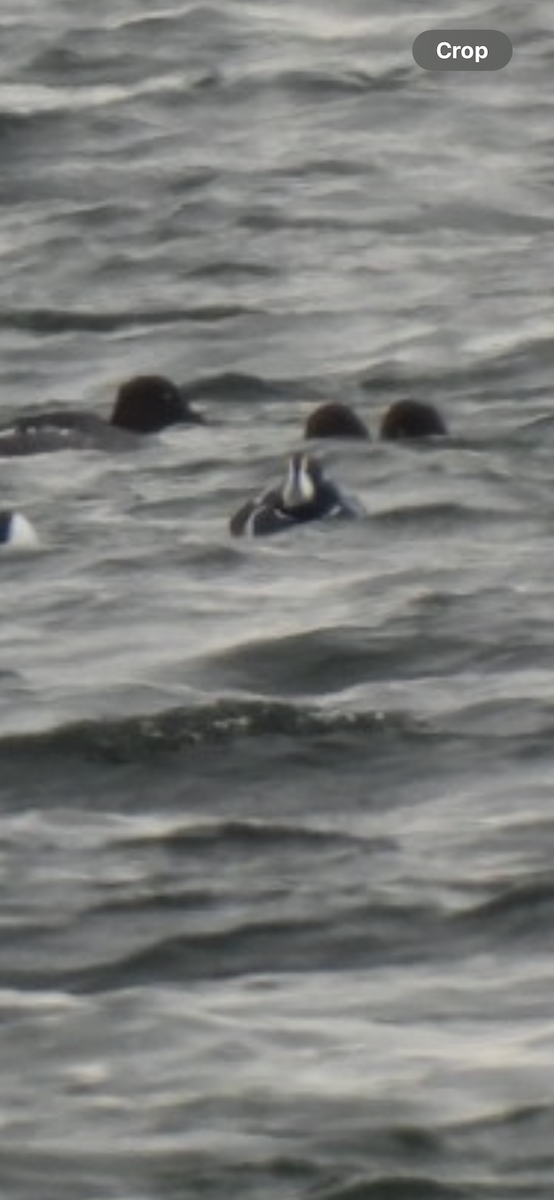 Harlequin Duck - ML646403023