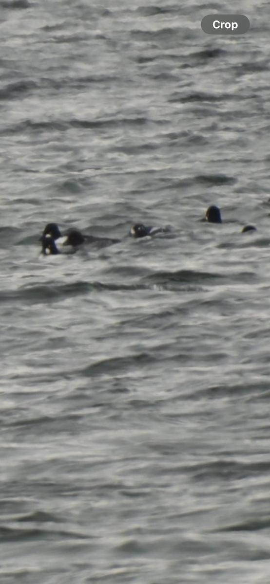 Harlequin Duck - ML646403024