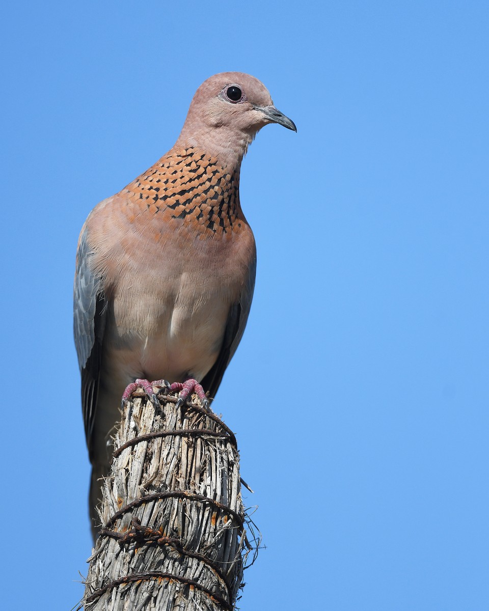 Tórtola Senegalesa - ML646403027