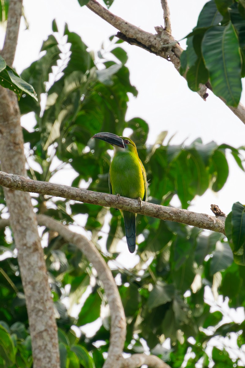 Tucanete de Derby - ML646403030