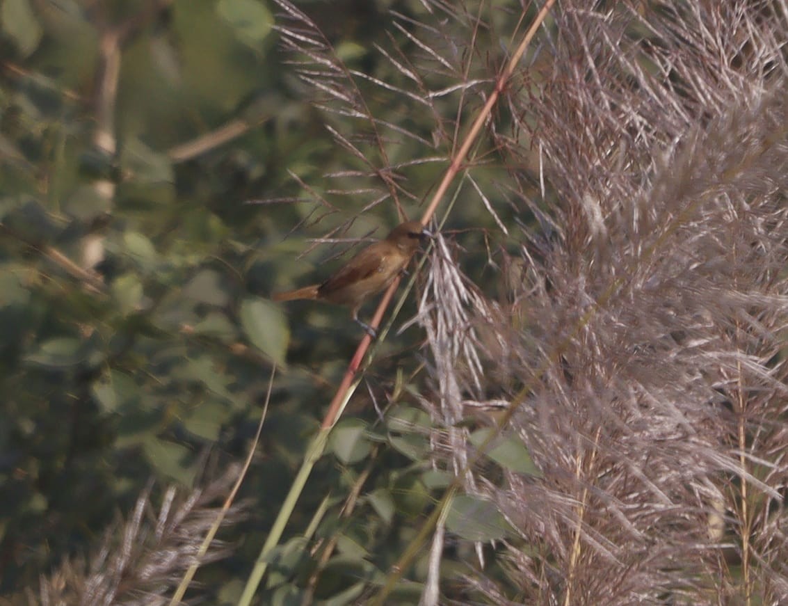 Capuchino Punteado - ML646403032