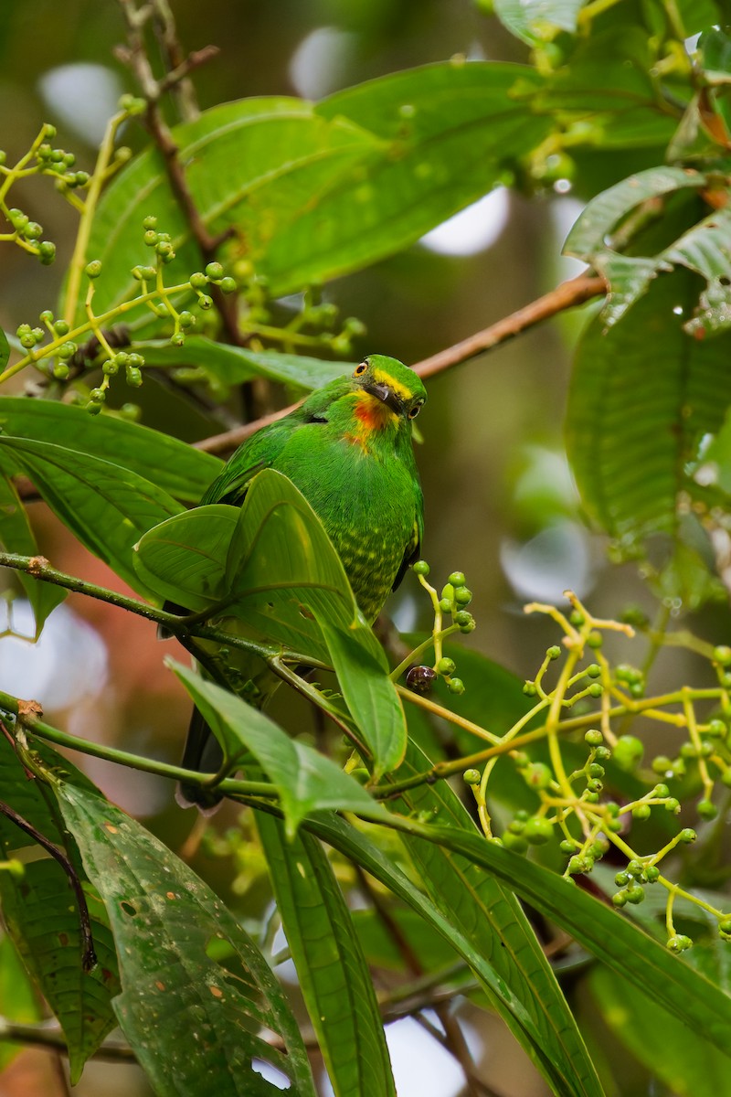 Frutero Pechirrojo (Sureño) - ML646403033