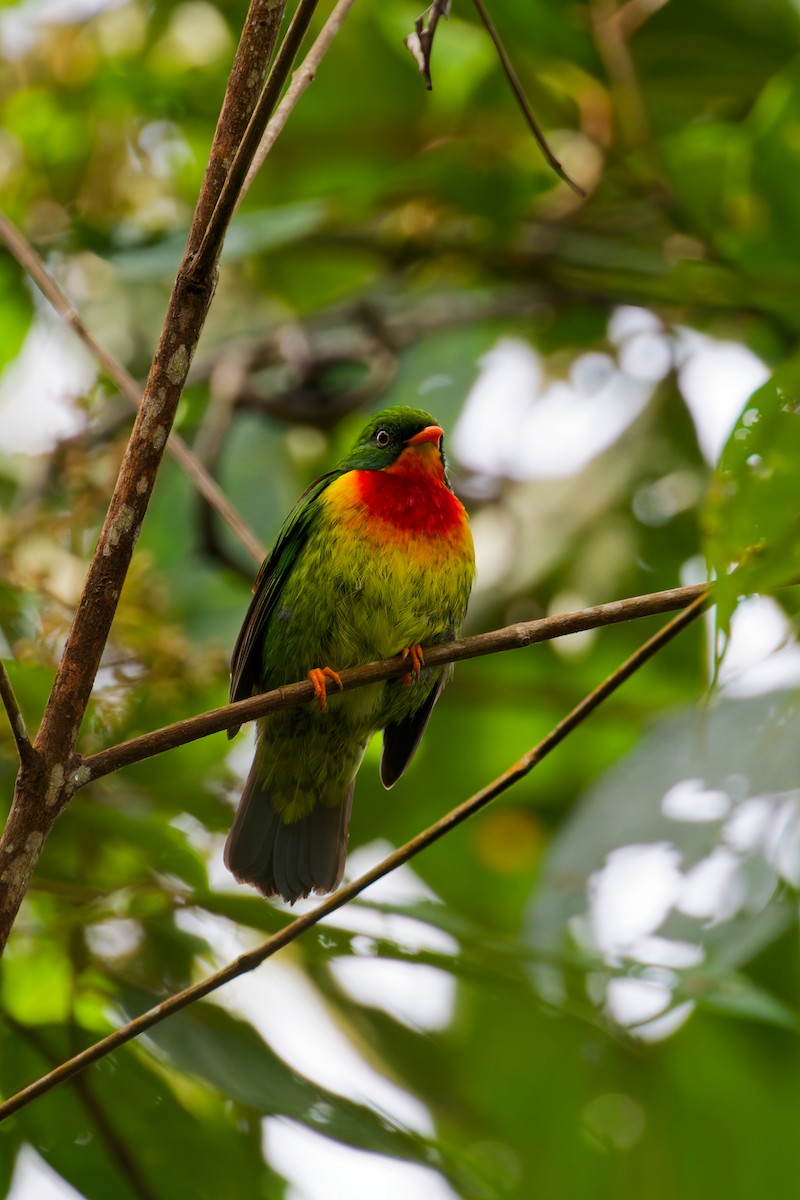 Frutero Pechirrojo (Sureño) - ML646403034