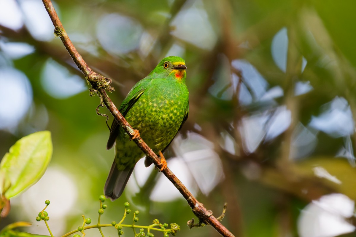 Frutero Pechirrojo (Sureño) - ML646403035